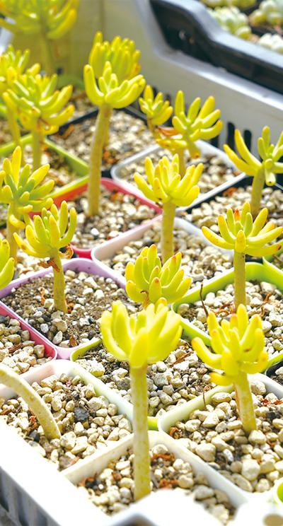 黑龙江三好哥们合伙做多肉植物生意:可爱也能