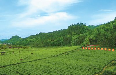 湖南华莱：黑茶香飘富乡梓