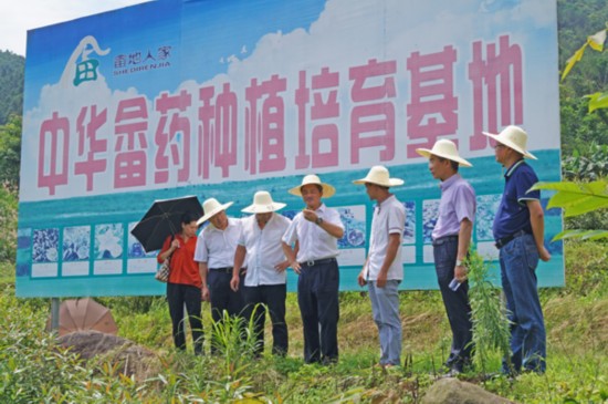 阮诗玮副主任赴宁德调研中药材和畲医畲药种植