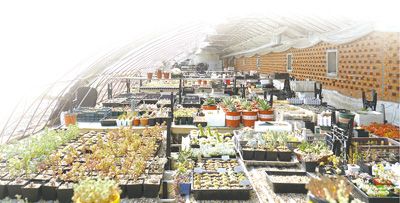 黑龙江三好哥们合伙做多肉植物生意:可爱也能