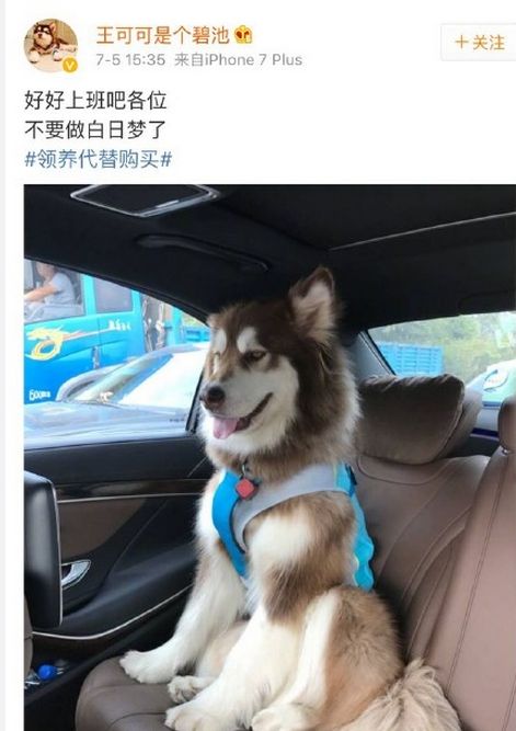 王可可是个碧池走丢王思聪赏100万真的吗 王可可是什麼狗品种
