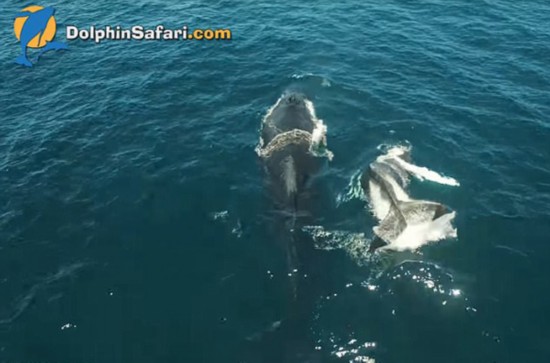 不满妈妈不给吃奶 座头鲸宝宝甩尾大发飙