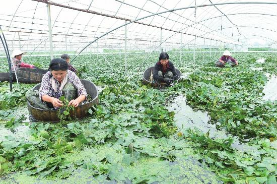 盐城盐都一农业园菱角提前三个月上市