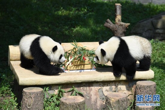 重庆动物园为双胞胎大熊猫举办1岁生日会