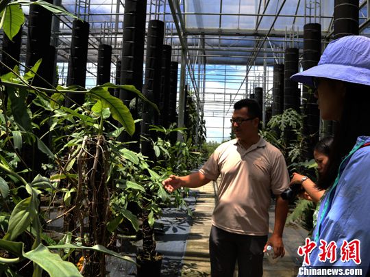 屏東辜嚴倬雲植物保種中心2007年成立，主要致力保護熱帶、亞熱帶瀕危植物。該中心由台灣海基會首任董事長辜振甫妻子辜嚴倬雲女士捐地建立。<a target='_blank'  data-cke-saved-href='http://www.chinanews.com/' href='http://www.chinanews.com/'><p  align=