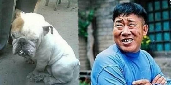 喵界李荣浩狗界孙红雷 盘点与动物撞脸的明星们