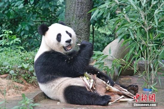 719գĴϲɷ̽йèоŰ̷Ͽʱèʳݽܣ½̨èšԲԲ̨ǰڴ˻<a target='_blank'  data-cke-saved-href='http://www.chinanews.com/' href='http://www.chinanews.com/'><p  align=