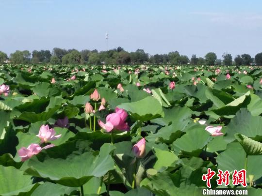 沈阳第十六届新民荷花节启幕 首次推出荷花盛宴