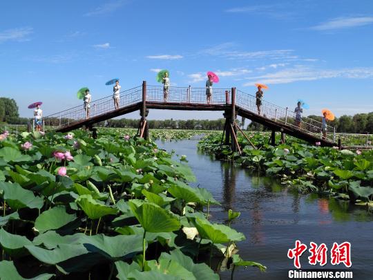 沈阳第十六届新民荷花节启幕 首次推出荷花盛宴