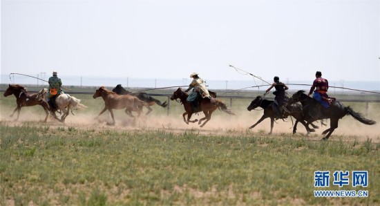 蒙古马逐渐回归中国蒙古族牧民生活