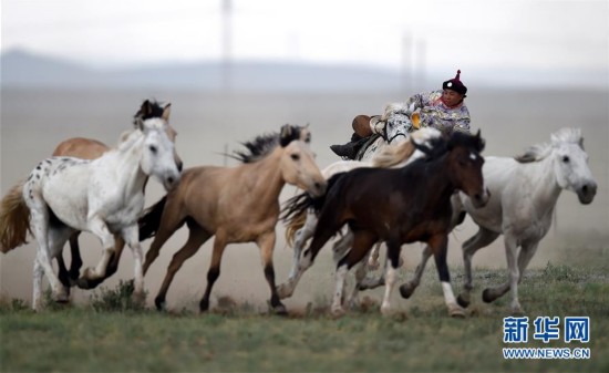 蒙古马逐渐回归中国蒙古族牧民生活