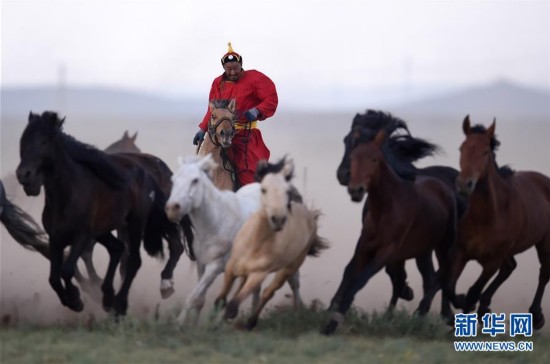 蒙古马逐渐回归中国蒙古族牧民生活