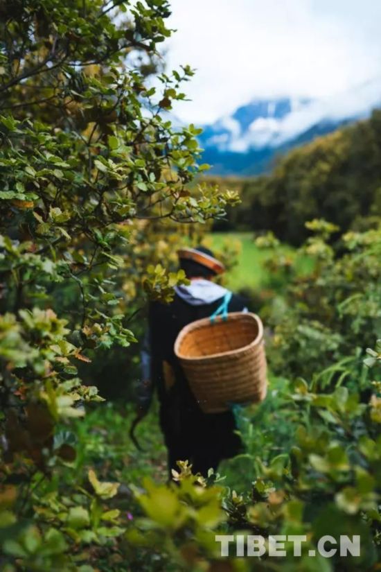 诞生在世界最大峡谷的“绝世好松茸”