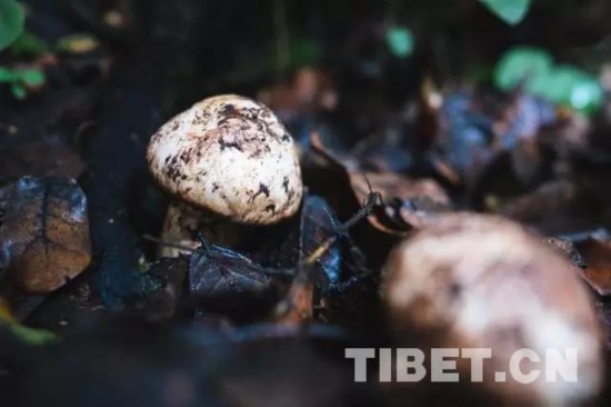 诞生在世界最大峡谷的“绝世好松茸”