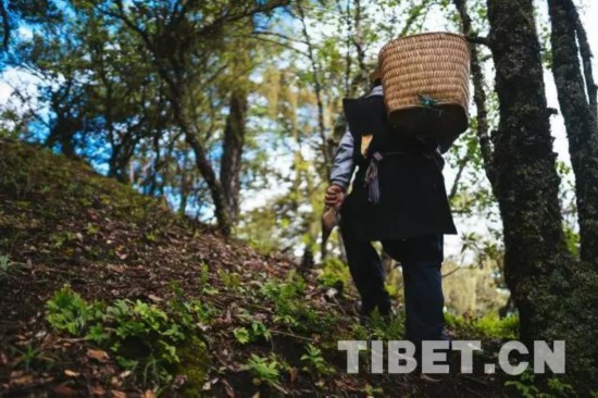 诞生在世界最大峡谷的“绝世好松茸”