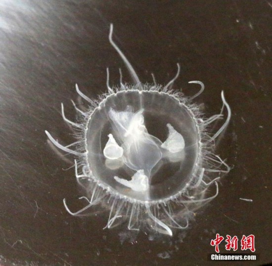 “水中大熊猫”桃花水母现身江西乐平一水库