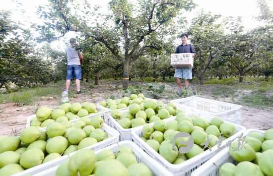 盐城大丰恒北村早酥梨成熟 果农忙采摘