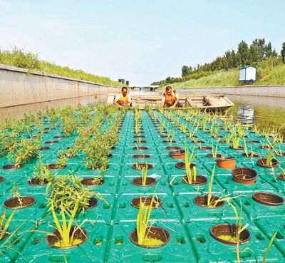 生态浮岛净化水质