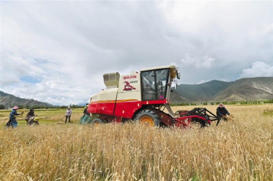 拉萨市曲水县村民利用大型机械进行秋收工作