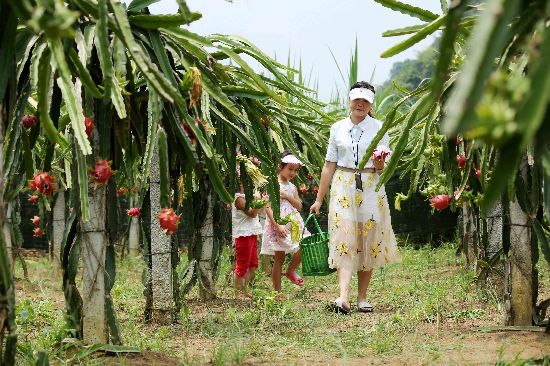 山区农民种植火龙果助脱贫