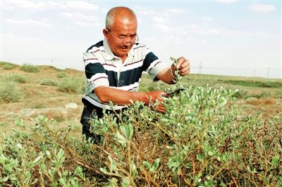 达能太: 阿拉善"毒草治理之父"