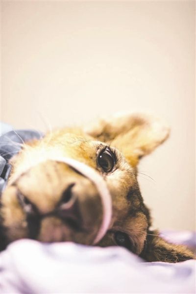 半岁狮子肾衰竭 来成都宠物医院做透析 萌得要