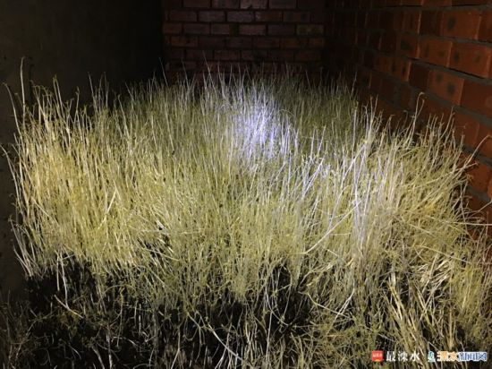 溧水农户做南京芹芽种植第一人 年利润上百万