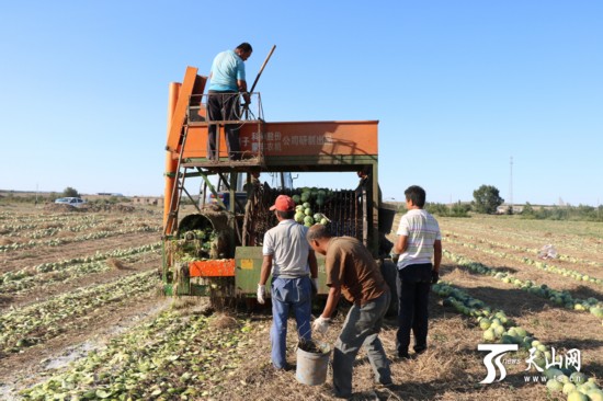 新疆吉木萨尔县老台乡2.3万亩打瓜喜获丰收