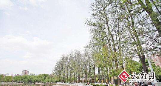 想说爱你不容易 昆明道路边挺拔的银桦树太易