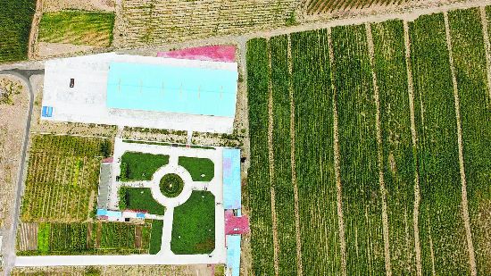 昔日黄沙漫今朝绿宝盆