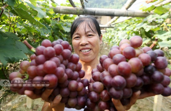 融安:山区群众发展双季葡萄助脱贫(图)