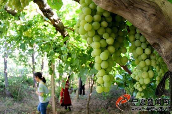 网络让青铜峡的大青葡萄足不出户就能卖上好价