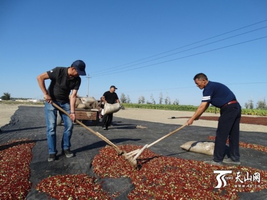 新疆福海县打瓜进入收获季节