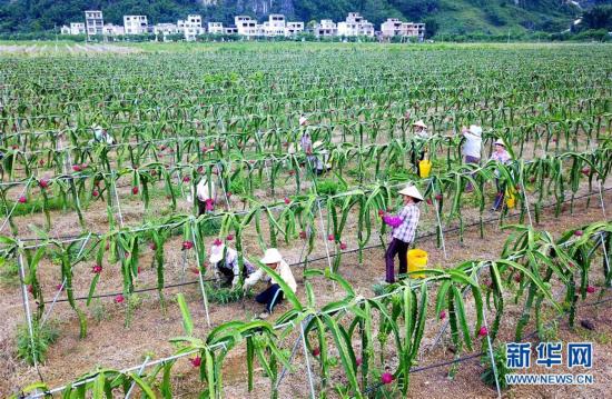 广西田阳:种植火龙果助脱贫