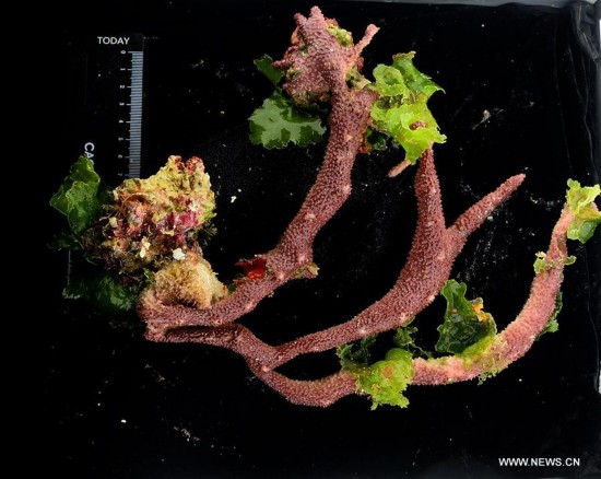 WESTERN PACIFIC OCEAN-CAROLINE SEAMOUNT-CHINA-DISCOVERY