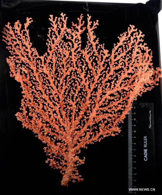 WESTERN PACIFIC OCEAN-CAROLINE SEAMOUNT-CHINA-DISCOVERY 