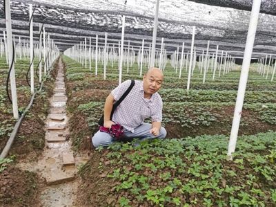 中科院博士回乡创业 四川丘陵成功种出三七