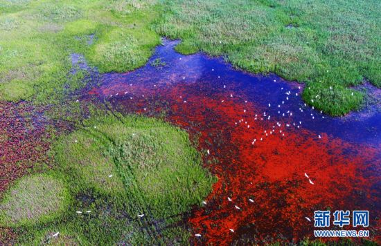 航拍盐城湿地 星辉斑斓绚丽多彩