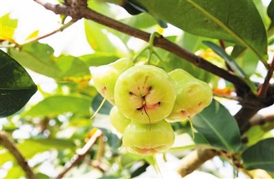 三亚优质热带水果亮相金砖国家领导人厦门会晤