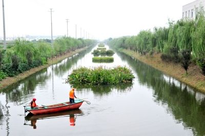 南通海安:水上种植促增收环保产业前景好