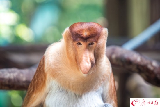 动物大狂欢!各国国宝们在广州