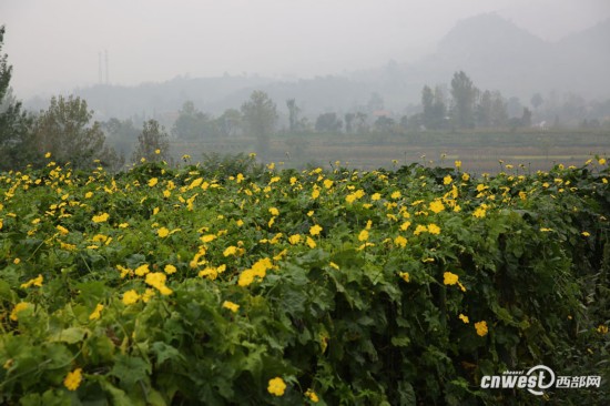 巨无霸丝瓜:最长达1.5米 卖丝瓜囊利润可观