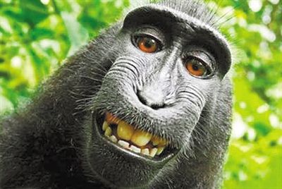 猕猴自拍成网红 照片版权归属尘埃落定