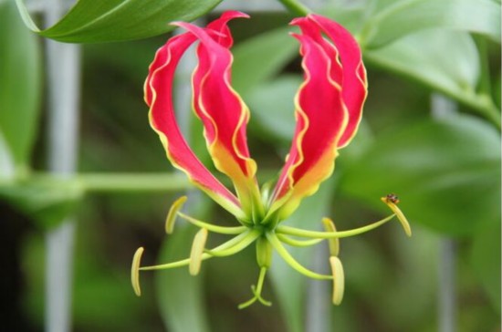 意大利夫妇误把秋水仙当藏红花 双双中毒身亡