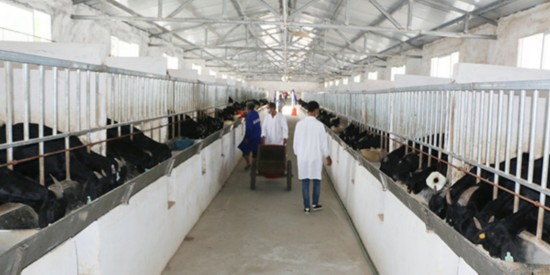 要发展也要环保 兄弟携手走山羊联养扶贫之路