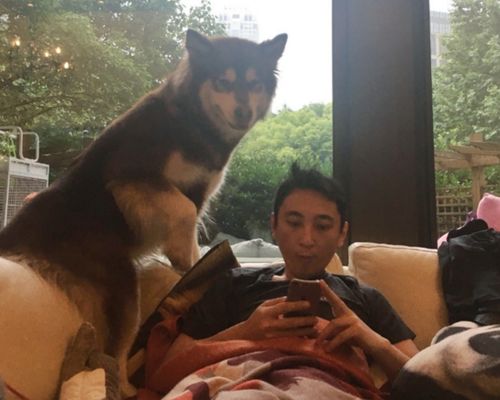 王思聪家的狗也要喝啤酒 还专门去英国购买