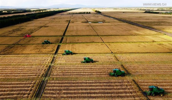 CHINA-HEILONGJIANG-AGRICULTURE-HARVEST(CN)