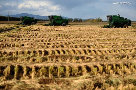 CHINA-HEILONGJIANG-AGRICULTURE-HARVEST(CN)