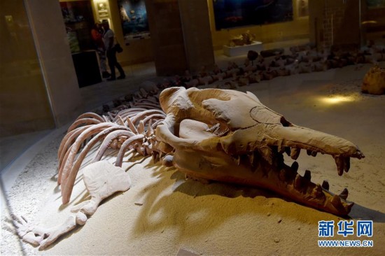 埃及法尤姆鲸鱼谷:沙漠深处的古鲸博物馆