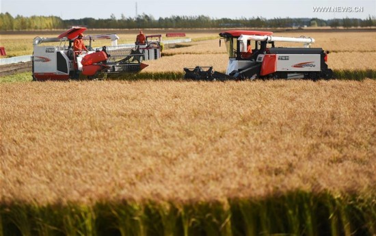 CHINA-HEILONGJIANG-AGRICULTURE-HARVEST(CN)